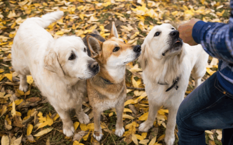 犬のおやつ「無添加」完全ガイド:安全で信頼できる商品の選び方