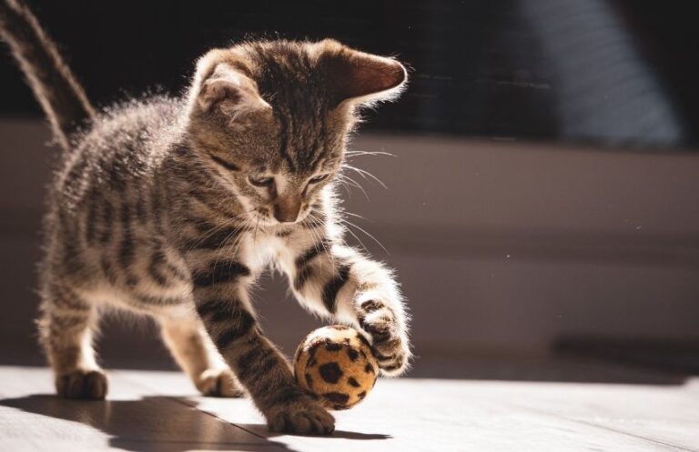 2025年、日本で一番人気の猫用おやつとは？
